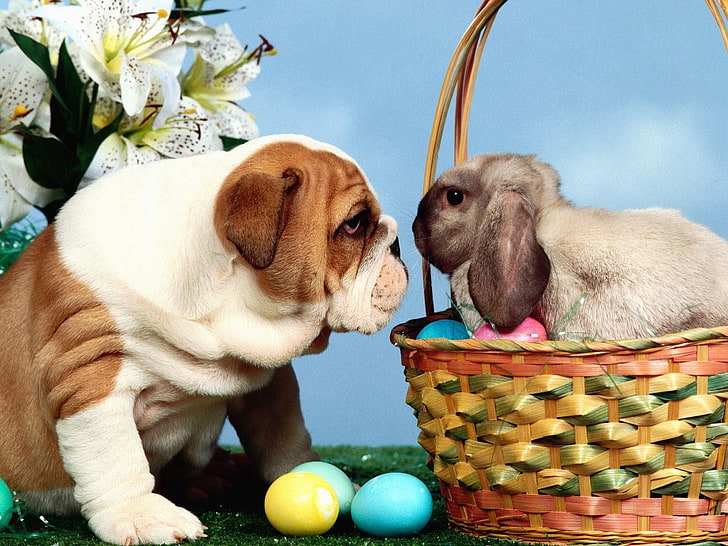 بلدغ إنجليزي بالغ أبيض وبني وأرنب رمادي ، كلب ، أرنب ، بيض ، عيد الفصح ، سلة، خلفية HD
