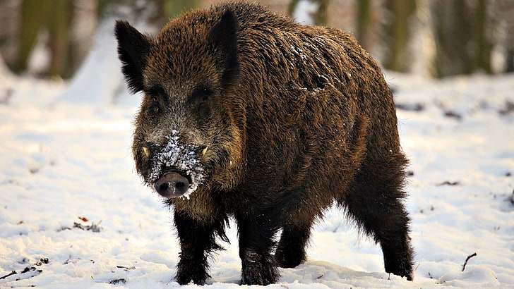 black wild boar, hog, snout, snow, walk, HD wallpaper