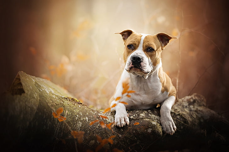 jesień, portret, pies, kłoda, bokeh, American Staffordshire Terrier, Tapety HD