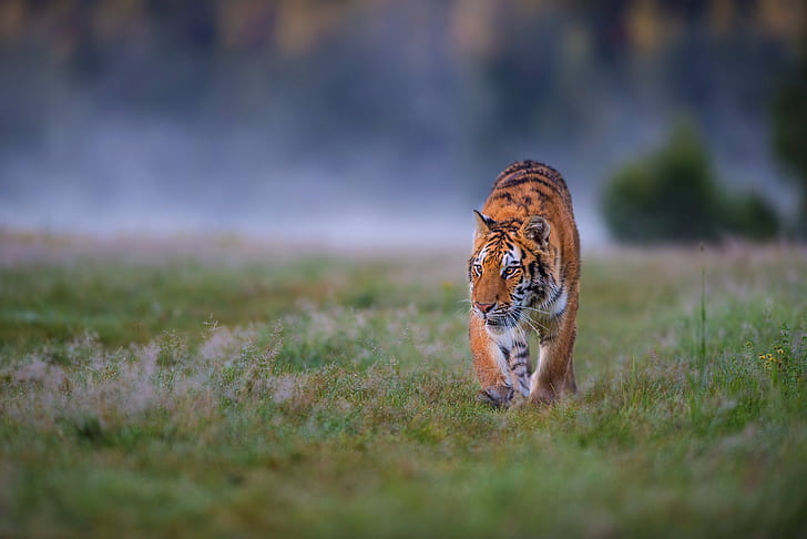 field, grass, look, nature, tiger, pose, fog, background, glade, morning, hunting, walk, wild cat, sneaks, HD wallpaper