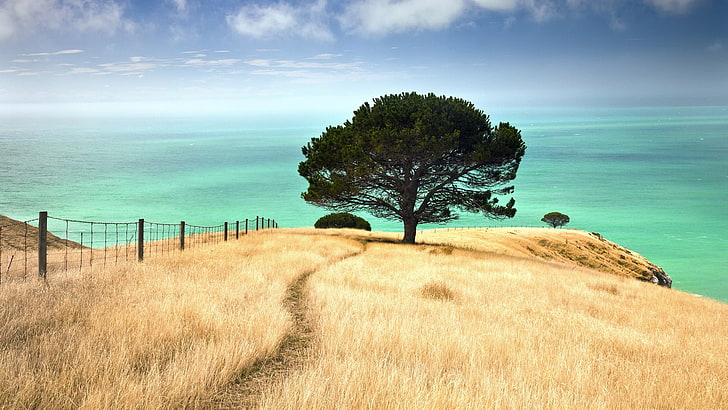 green leafed tree, nature, sea, trees, fence, path, HD wallpaper