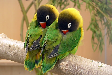 oiseau, plumes, perroquet, couleur, inséparable, bec, Fond d'écran HD HD wallpaper