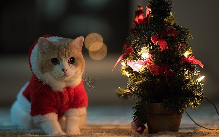주황색 얼룩 고양이, 고양이, 동물, 크리스마스 트리, 산타 의상, HD 배경 화면