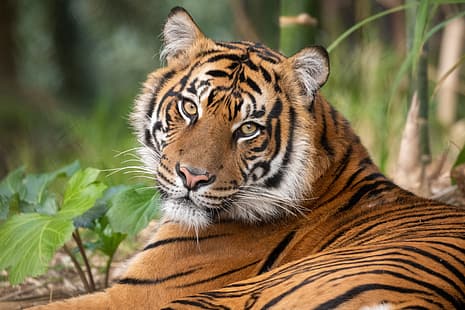 guarda, faccia, tigre, predatore, gatto selvatico, Sfondo HD HD wallpaper