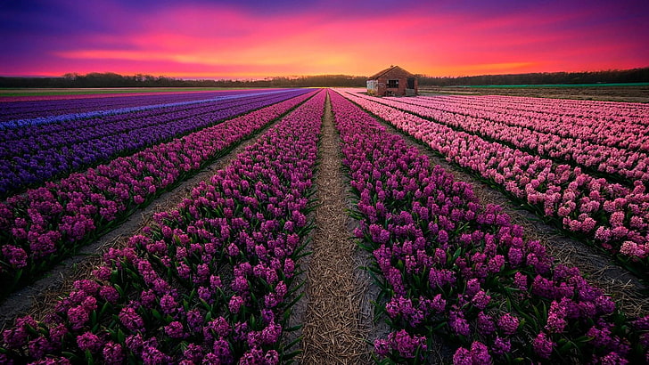 зюмбюл поле, Keukenhof, Холандия, зюмбюл, lisse, пейзаж, зора, слънчева светлина, ферма, розово небе, цвете, лале, пролет, сутрин, растение, небе, цъфтящи растения, лилави цветя, поле, HD тапет