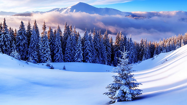 winter, snow, sky, nature, lonely tree, tree, freezing, mountain, mountain range, wilderness, pine tree, fir, spruce, conifer, cloud, pine, HD wallpaper