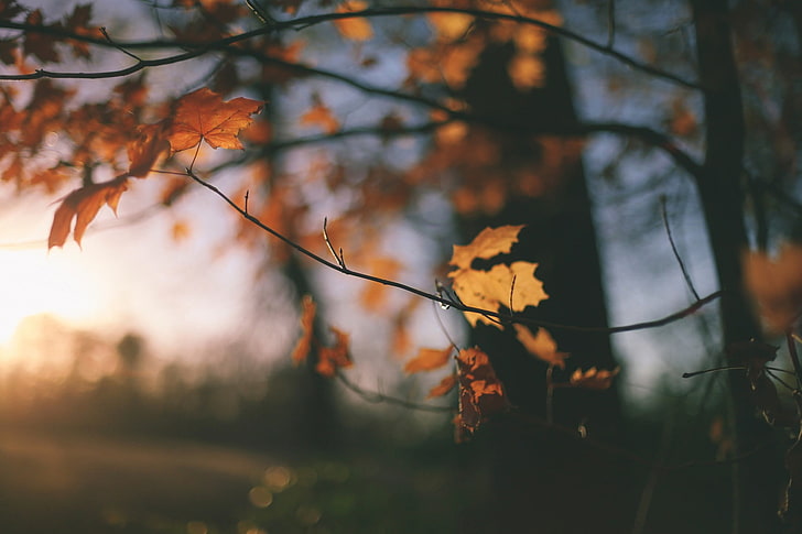 оранжево листно дърво, кафяво кленово дърво през деня, природа, дървета, листа, слънчева светлина, есен, HD тапет
