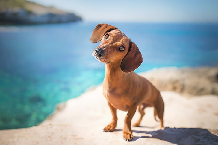 коричнево-белая короткошерстная собака, море, синий, собака, животные, HD обои