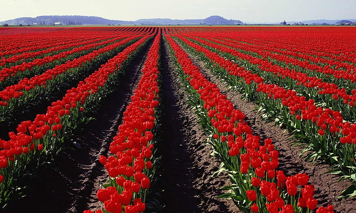 czerwony tulipan kwiat pole tapety, tulipany, kwiaty, seria, wiosna, horyzont, Tapety HD