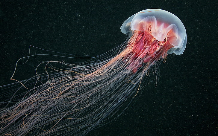tapeta meduzy, meduza, życie morskie, natura, morze, zwierzęta, Chiny, pod wodą, Tapety HD