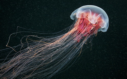 carta da parati meduse, meduse, vita marina, natura, mare, animali, Cina, sott'acqua, Sfondo HD HD wallpaper