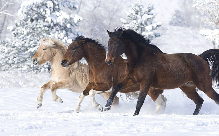 Three Beautiful Horses Of Different Colors Running In Snow, HD wallpaper