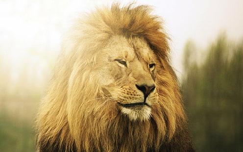 獣、王、ライオン、 HDデスクトップの壁紙 HD wallpaper