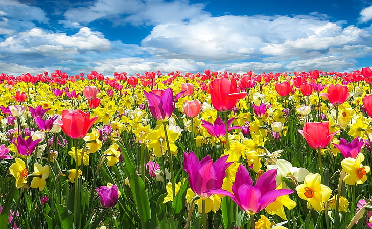 Frühlingserwachen, Bett aus lila und rosa Blumen, Jahreszeiten, Frühling, Tulpen, Blumen, Feld, Farben, Narzissen, Blüte, Frühling, HD-Hintergrundbild