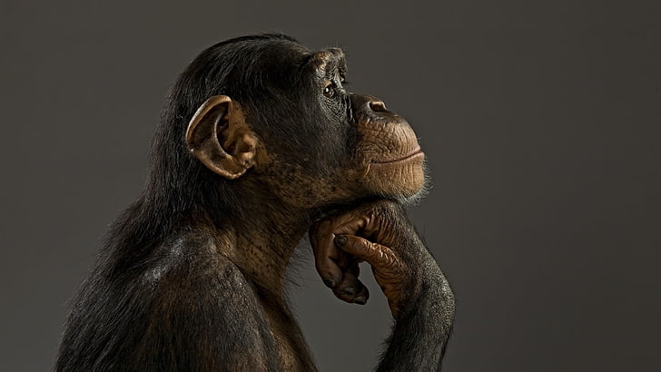 brown monkey, animals, chimpanzees, monkey, HD wallpaper