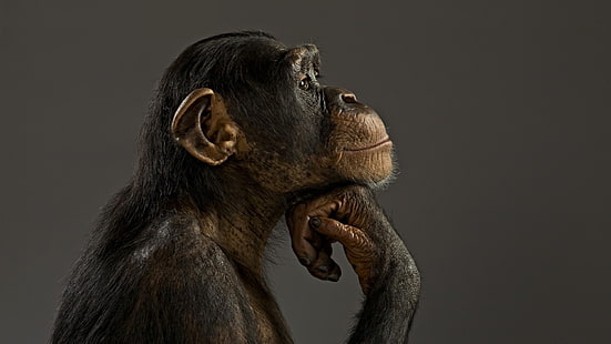 macaco marrom, animais, chimpanzés, macaco, HD papel de parede HD wallpaper
