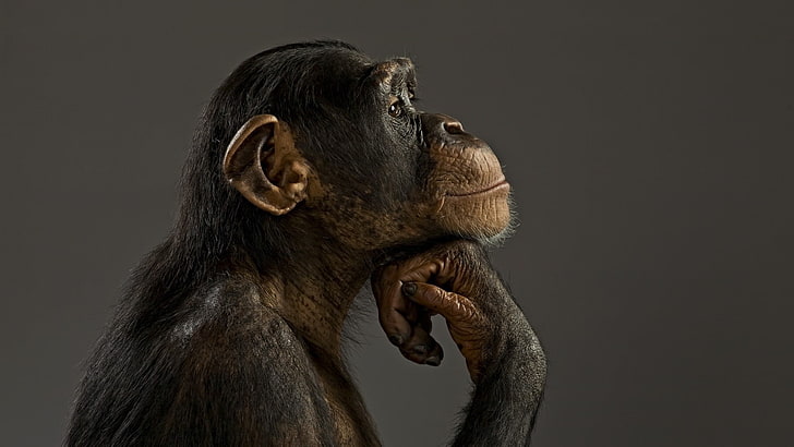 animals, monkey, chimpanzees, HD wallpaper