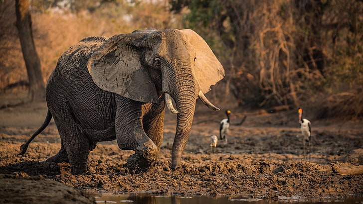 слон, дикое животное, живая природа, африка, млекопитающее, фауна, африканский слон, пустыня, бивень, сафари, грязь, валяться, морда, HD обои