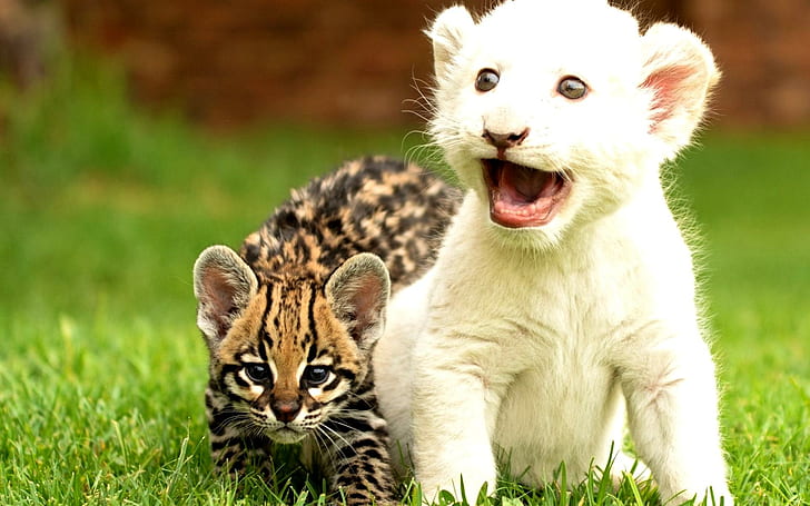 Gorgeous Kitties, two jaguar and tiger cubs, wild cat, cubs, lion, kittens, animals, HD wallpaper