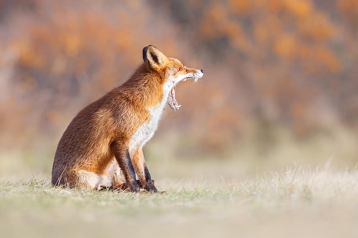 Brauner Fuchs, Natur, Fuchs, Mund, rot, gähnt, HD-Hintergrundbild