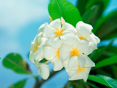 бели и жълти цветя на plumeria, plumeria, цвете, венчелистчета, HD тапет HD wallpaper