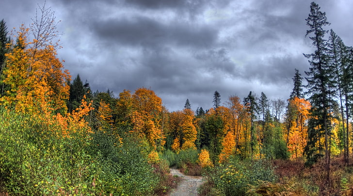 Autumn Road, Seasons, Autumn, Color, Tree, Valley, Island, Road, Season, Fall, Vancouver, brush, cowichan, HD wallpaper