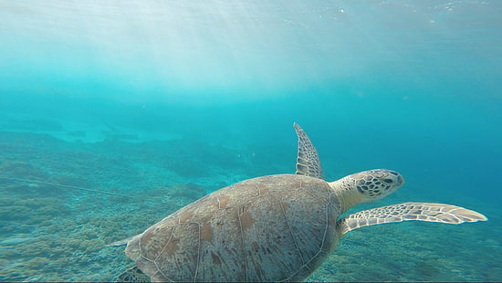 животное, океан, рептилия, море, морская черепаха, морская вода, ракушка, плавание, черепаха, под водой, вода, живая природа, HD обои HD wallpaper