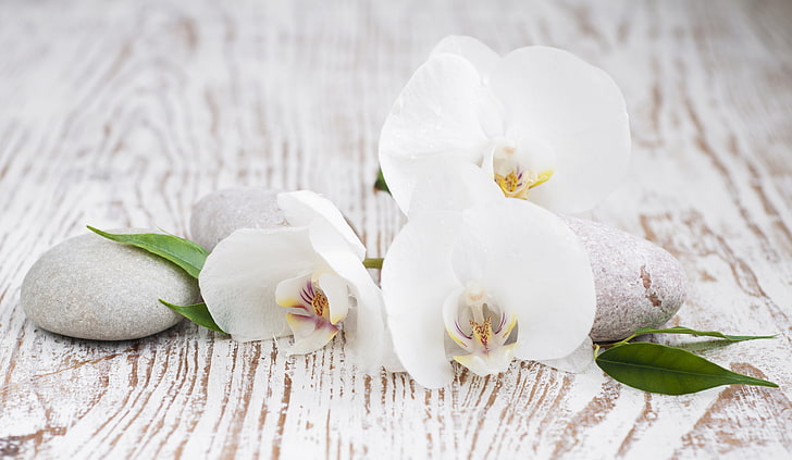 fiori bianchi, orchidea, foglie, ciottoli, Sfondo HD