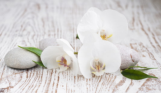 białe kwiaty, orchidea, liście, kamyczki, Tapety HD HD wallpaper