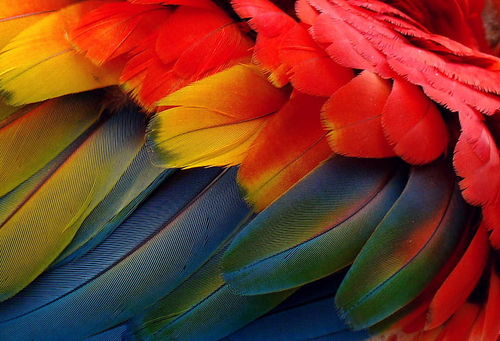 red, yellow and blue feather wallpaper, Arara, penas, red, yellow and blue, blue feather, color, colores, cores, colorido, day, nature, animal, animals, fauna, flickr, duetos, popular, explored, explore, bird, feather, multi Colored, macaw, parrot, HD wallpaper