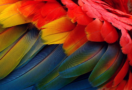 red, yellow and blue feather wallpaper, Arara, penas, red, yellow and blue, blue feather, color, colores, cores, colorido, day, nature, animal, animals, fauna, flickr, duetos, popular, explored, explore, bird, feather, multi Colored, macaw, parrot, HD wallpaper HD wallpaper