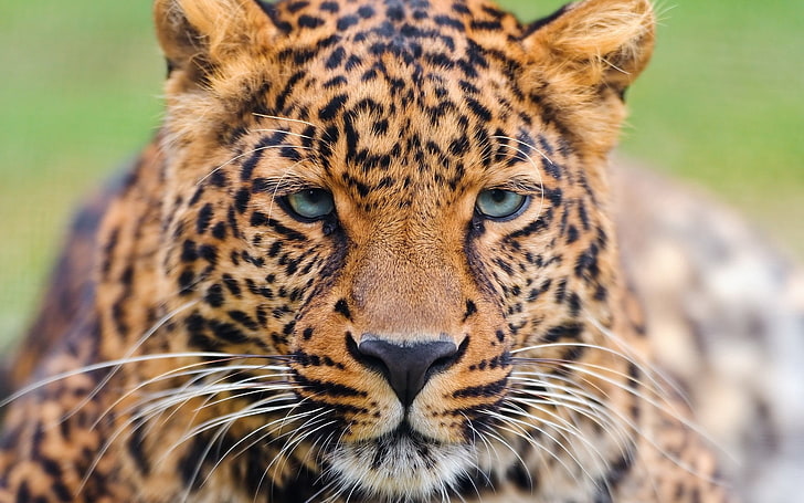 tapeta geparda, lampart, twarz, oczy, duży kot, Tapety HD