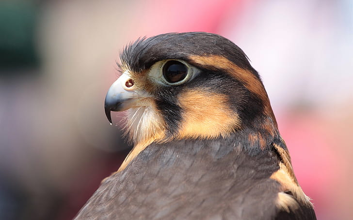 Bird close-up, falcon, Bird, Falcon, HD wallpaper