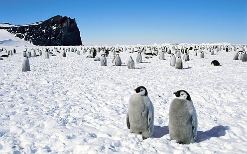 ペンギン、ペンギン、南極、鳥、散歩のグループ、 HDデスクトップの壁紙 HD wallpaper