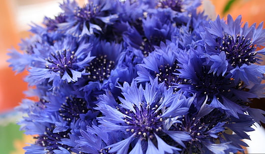 bleuets bleus, bleuets, fleurs, champ, fleur, gros plan, Fond d'écran HD HD wallpaper