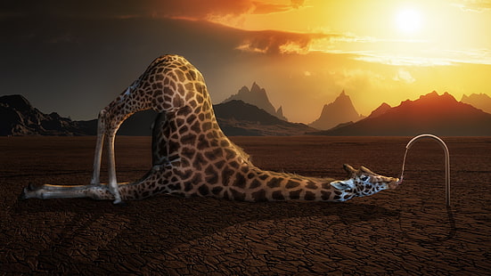 коричневый жираф, животные, юмор, цифровое искусство, жирафы, напиток, горы, солнечный свет, языки, краны, HD обои HD wallpaper