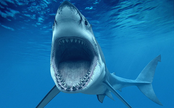 gran tiburón blanco, tiburón, mar, pez, bajo el agua, Fondo de pantalla HD