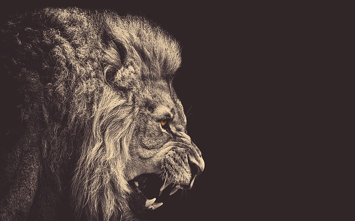 zdjęcie lwa, lwa, zwierząt w skali szarości, Tapety HD