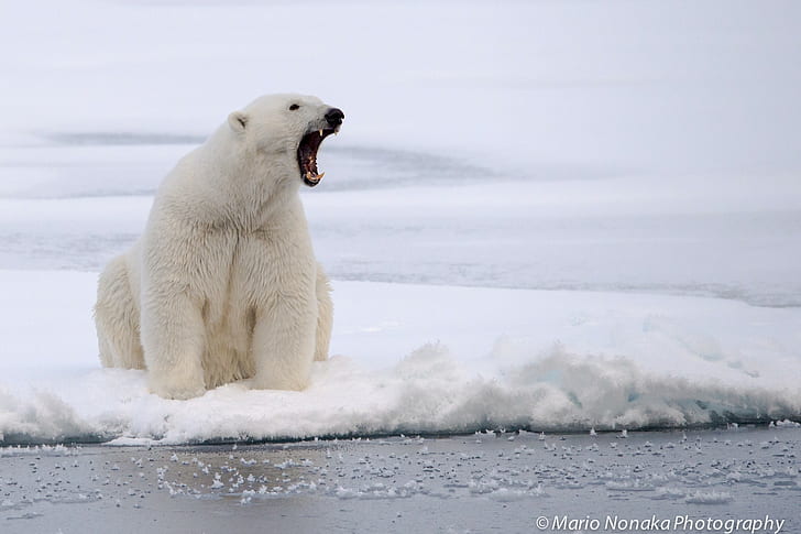 fotografia, zwierzęta, niedźwiedzie polarne, Tapety HD