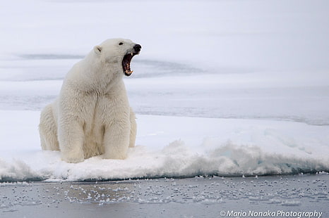 การถ่ายภาพสัตว์หมีขั้วโลก, วอลล์เปเปอร์ HD HD wallpaper