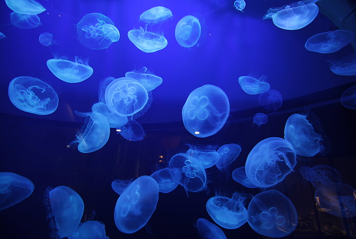 bokeh, gelatina, medusa, océano, mar, bajo el agua, Fondo de pantalla HD