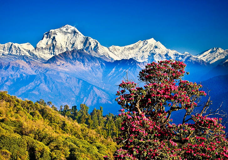 Непал, Хималаи, планини, природа, пейзаж, ясно небе, хълмове, дървета, HD тапет