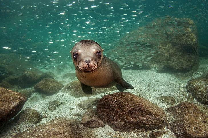 sea lion pup, the ocean, Mexico, black sea lion, California sea lion, James R.D. Scott Photography, species of eared seals, Northern sea lion, the subfamily of sea lions, HD wallpaper