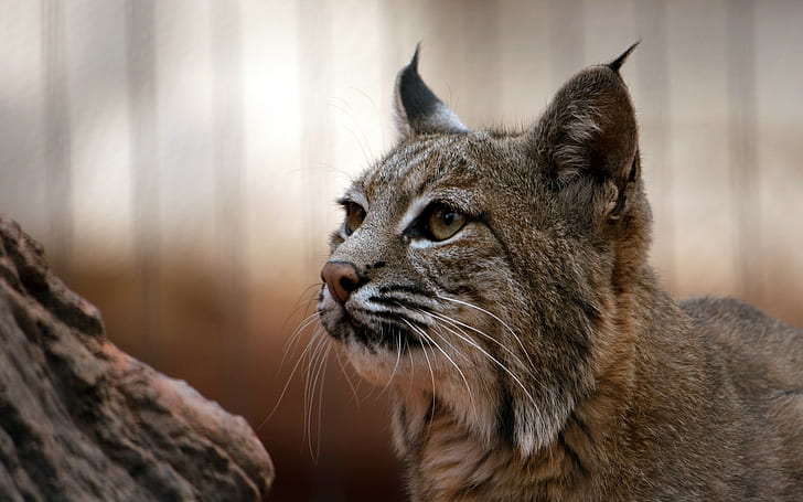 Lynx, Muzzle, Big cat, Eyes, Predator, HD wallpaper