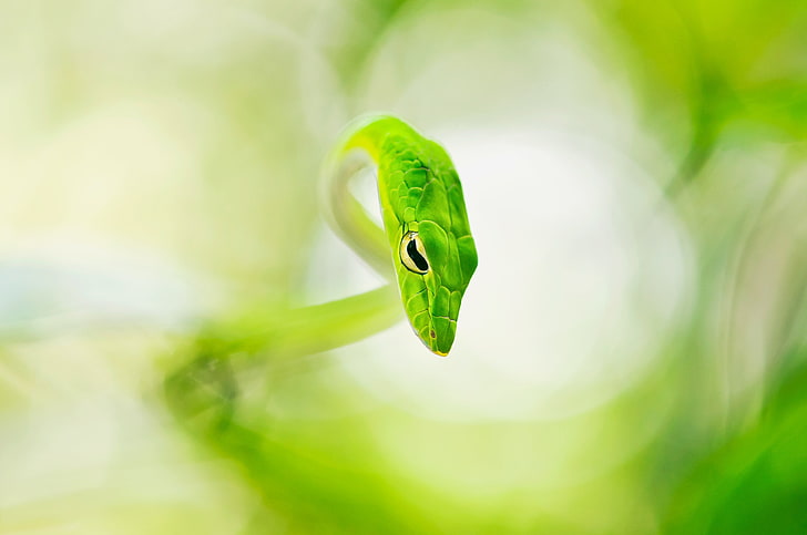 green and yellow plastic toy, nature, snake, HD wallpaper