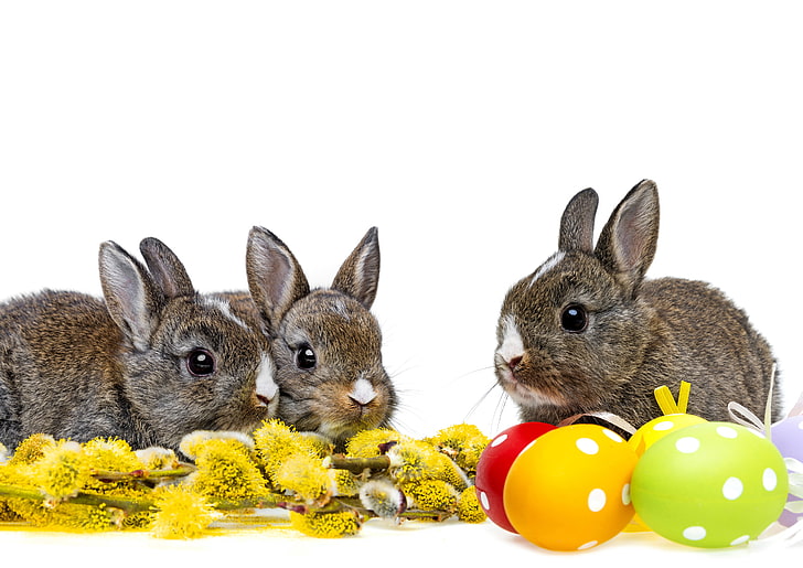 eggs, spring, Easter, rabbits, HD wallpaper