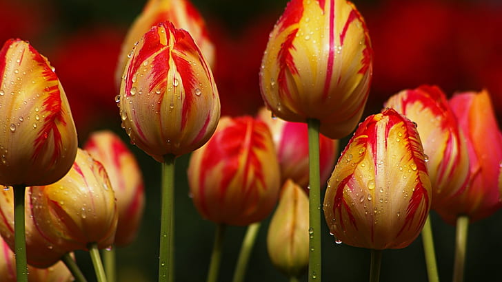 Amarillo con rayas rojas tulipanes flores, amarillo, rojo, rayas, tulipanes, flores, Fondo de pantalla HD