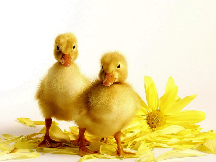 two yellow ducklings, ducklings, flower, bird, beak, HD wallpaper