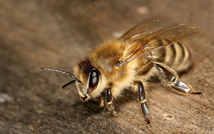 медена пчела, пчела, насекомо, раирано, антени, тяло, HD тапет