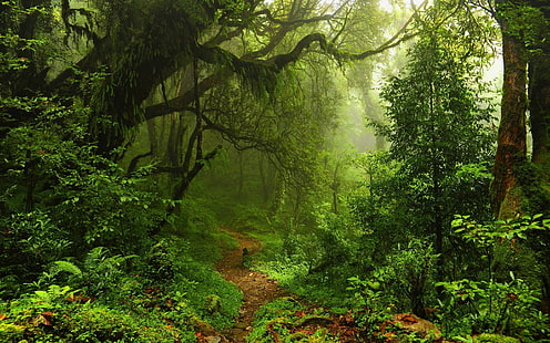 Paprocie, las, dżungle, liście, liany, mgła, mech, natura, ścieżka, rośliny, lasy deszczowe, drzewa, Tapety HD HD wallpaper